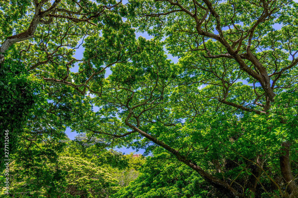 Fototapeta premium Tree canopy
