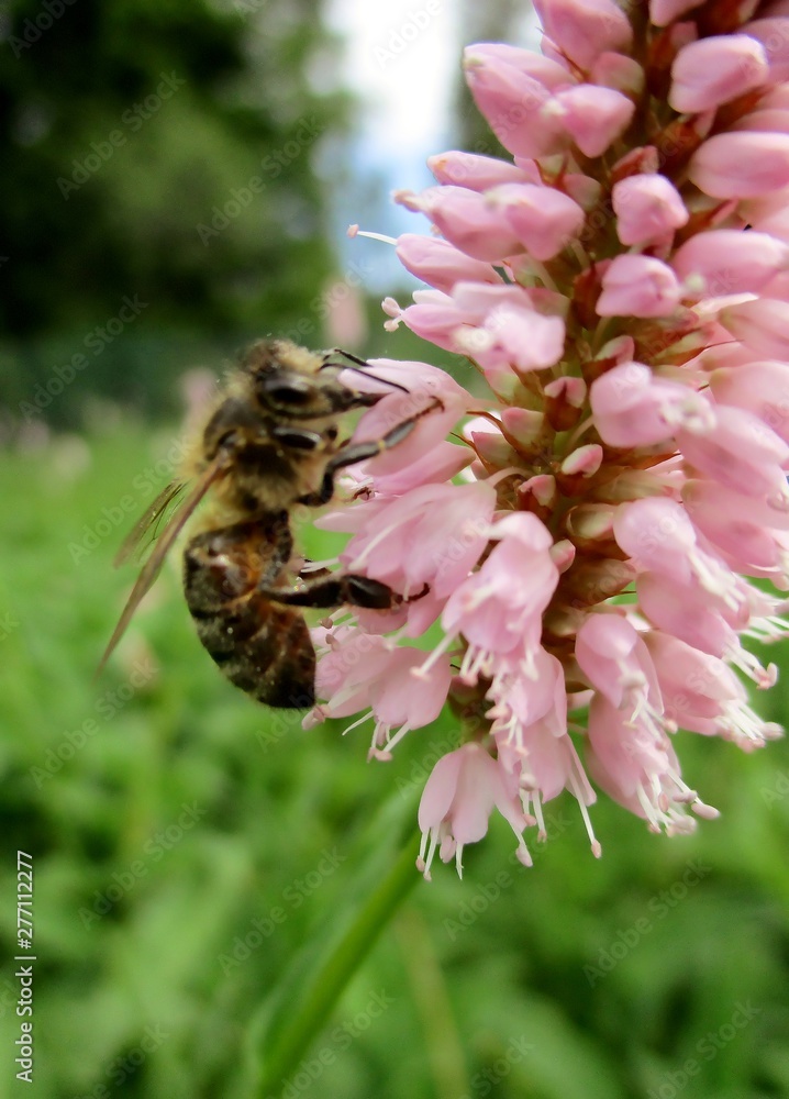 Abeille butinant une fleur rose de renouée bistorte (bistorta officinalis). Abeille butinant une fleur rose de renouée bistorte (bistorta officinalis).