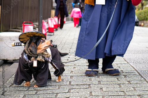 Kyoto, Japan - March 16 2019: Street performance of a dog and its owner dressed up in anicent samurai. photo