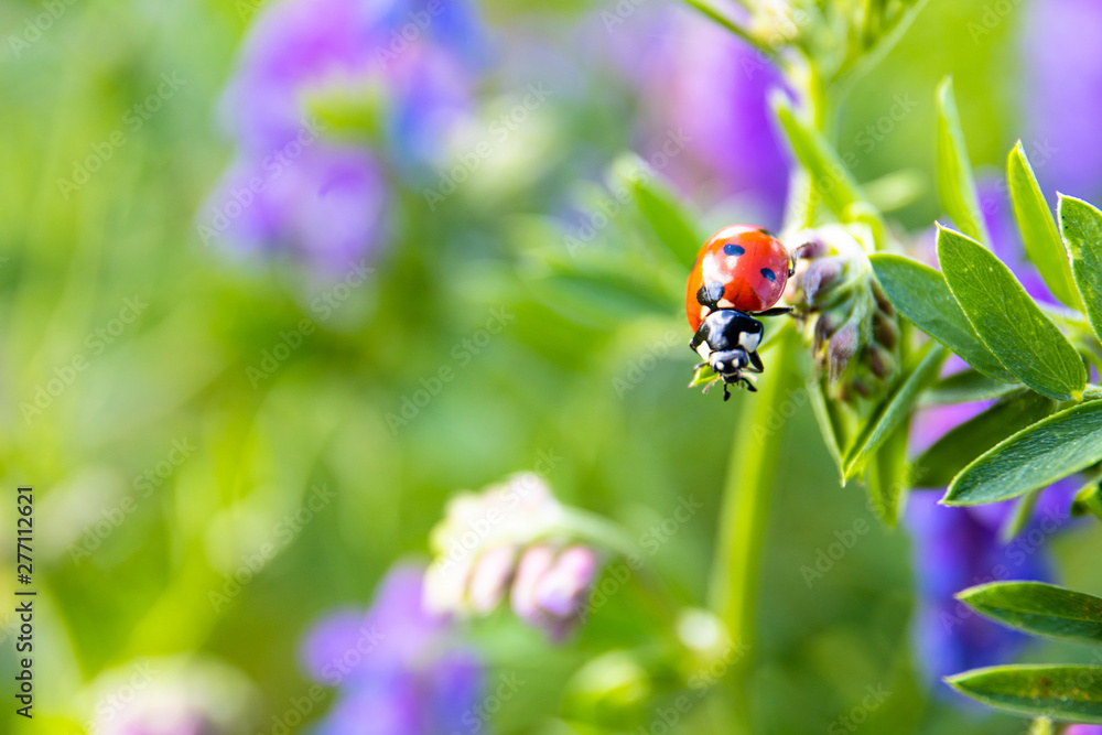 ladybug on a green leaf with purple flowers, copy space ladybug on a green leaf with purple flowers, copy space