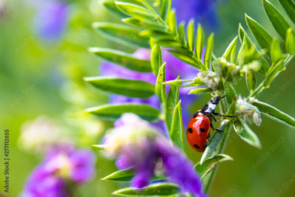 ladybug on a green leaf with purple flowers ladybug on a green leaf with purple flowers
