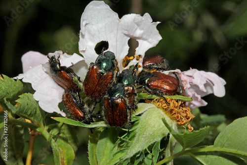 numerosi esemplari di Phyllopertha horticola banchettano coi petali di una rosa selvatica photo