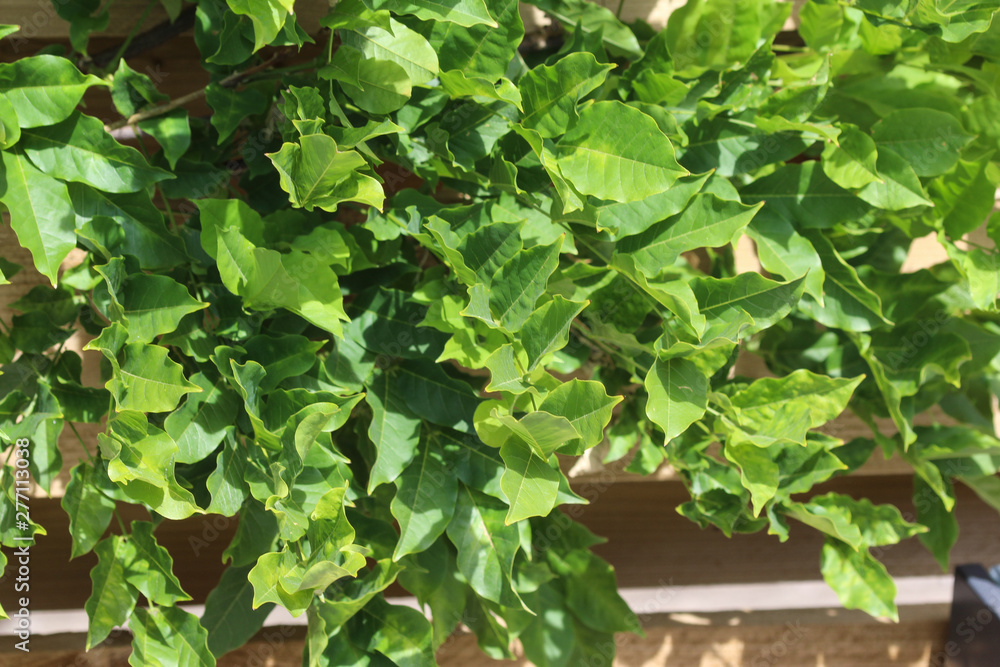 Wisteria sinensis (Chinese wisteria) leaves in garden Wisteria sinensis (Chinese wisteria) leaves in garden