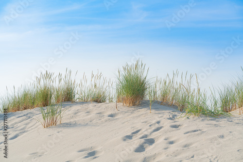 Wydma z trawą plażową.