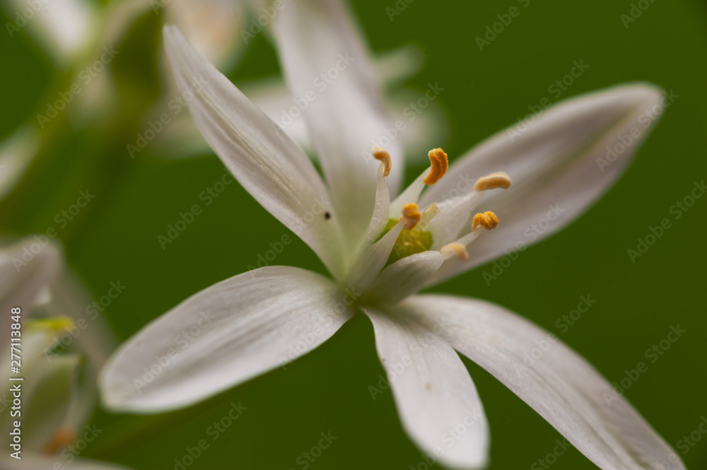 White Star of Bethlehem White Star of Bethlehem