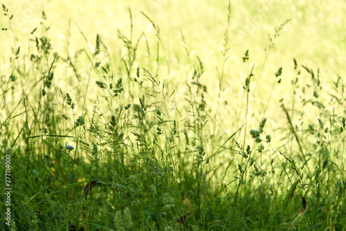 Fototapeta Naklejka Na Ścianę i Meble -  green grass and meadow plants growing on a blurred meadow in the background