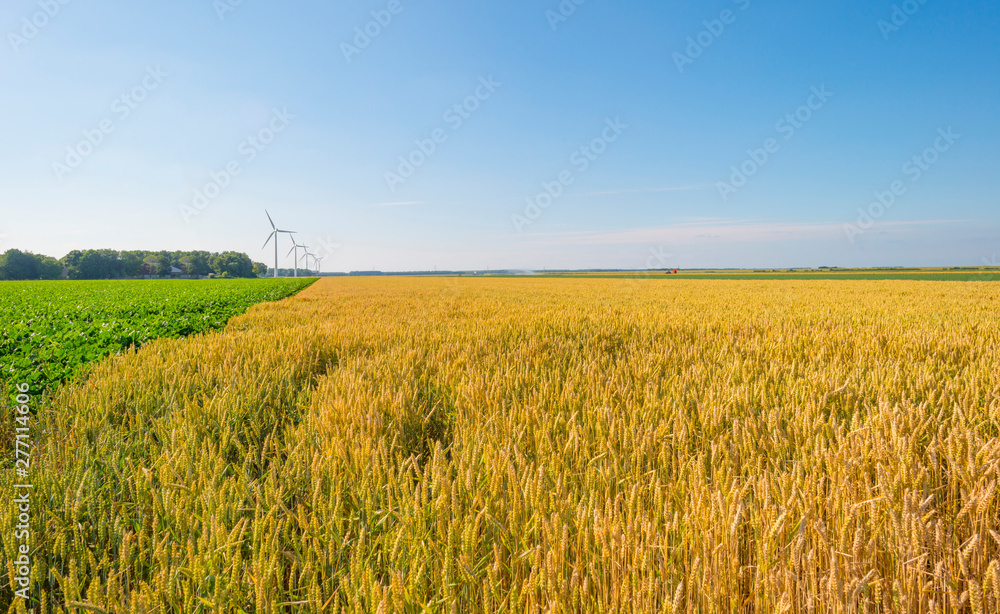 Field with a cereal grain below a blue sky in sunlight in summer