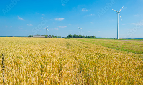 Field with a cereal grain below a blue sky in sunlight in summer