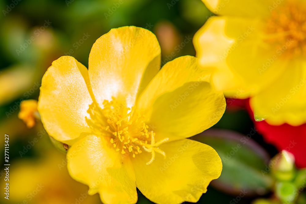 Yellow primrose has stunning color in the Florida sun