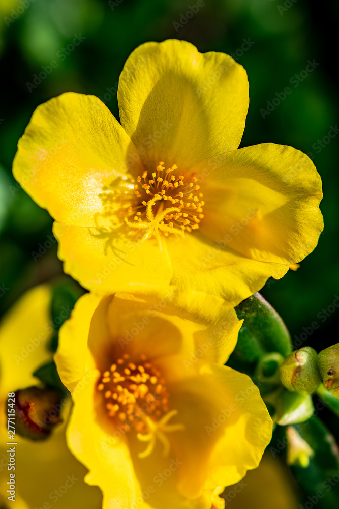Yellow primrose in a Florida garden Yellow primrose in a Florida garden