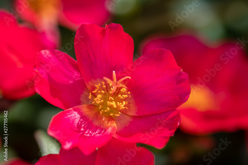 Pink primrose with yellow in the center