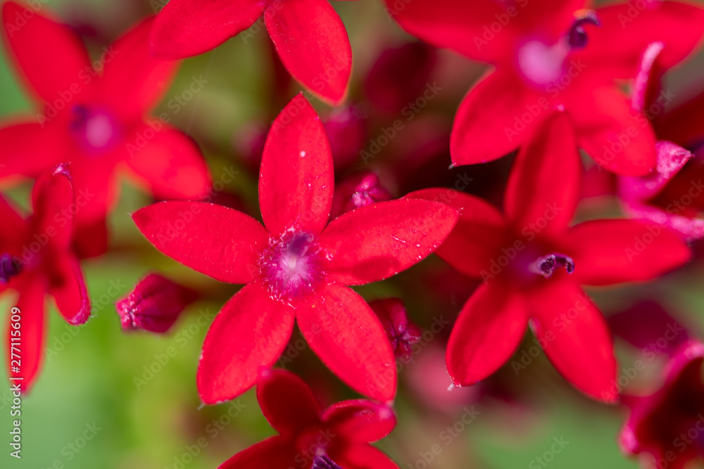 Red Pentas are a beautiful flower to grow in the garden in Florida Red Pentas are a beautiful flower to grow in the garden in Florida