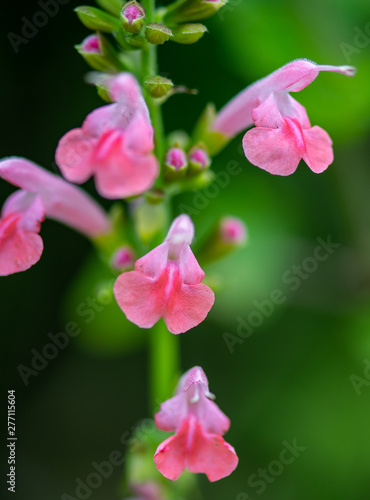 pink flower like a sweetpea growing in a garden