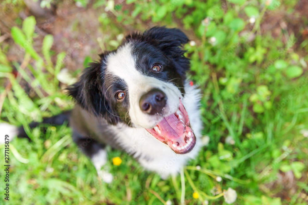 Funny outdoor portrait of cute smilling puppy border collie sitting on park or garden background. New lovely member of family little dog gazing and waiting for reward. Pet care and animals concept Funny outdoor portrait of cute smilling puppy border collie sitting on park or garden background. New lovely member of family little dog gazing and waiting for reward. Pet care and animals concept
