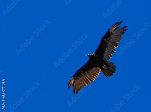 Turkey Vulture in Flight with a Blue Sky Background