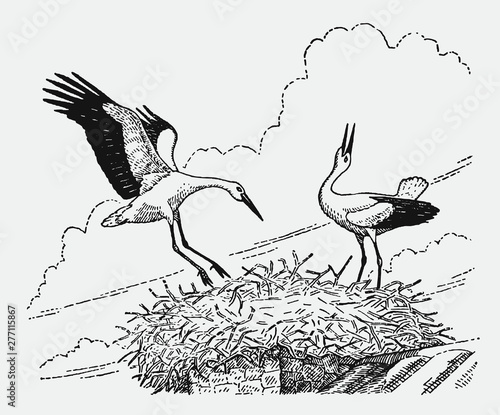 Two white storks ciconia sitting on a nest on a chimney top. Illustration after an antique engraving from the early 20th century