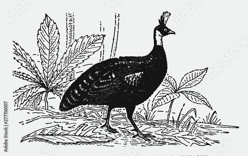 Male congo peafowl afropavo congensis walking on the ground. Illustration after a historical engraving from the early 20th century