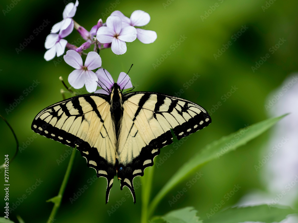 Naklejka premium butterfly on a flower