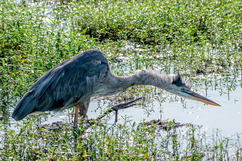 Great blue heron scratches an itch