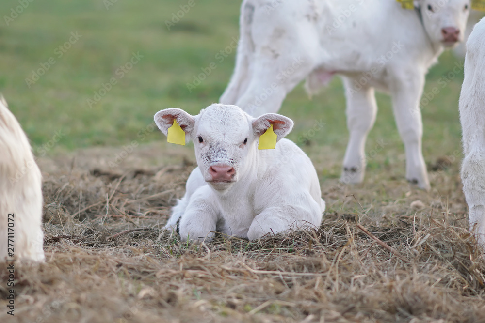 Cute small white Charolais calf with pierced ears lying down on a dry grass in a pasture Cute small white Charolais calf with pierced ears lying down on a dry grass in a pasture