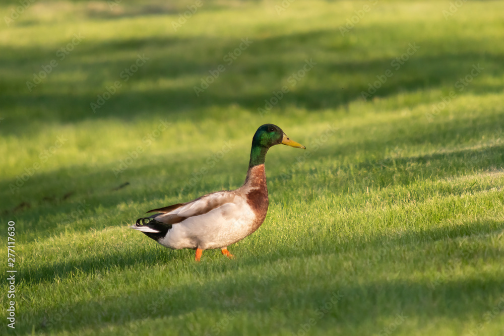 Mallard (Anas platyrhynchos) Mallard (Anas platyrhynchos)