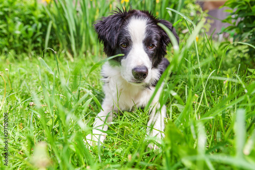 Fototapeta Naklejka Na Ścianę i Meble -  Funny outdoor portrait of cute smilling puppy border collie lying down on grass background. New lovely member of family little dog gazing and waiting for reward. Pet care and animals concept
