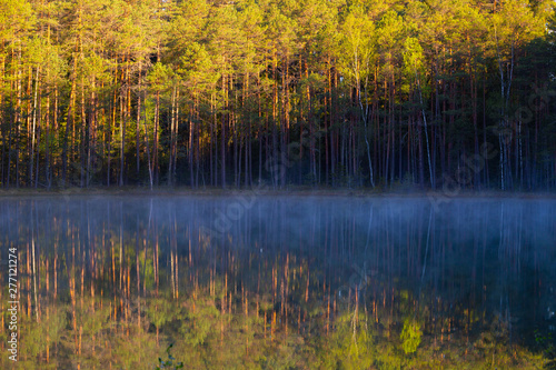 Forest lake in the morning