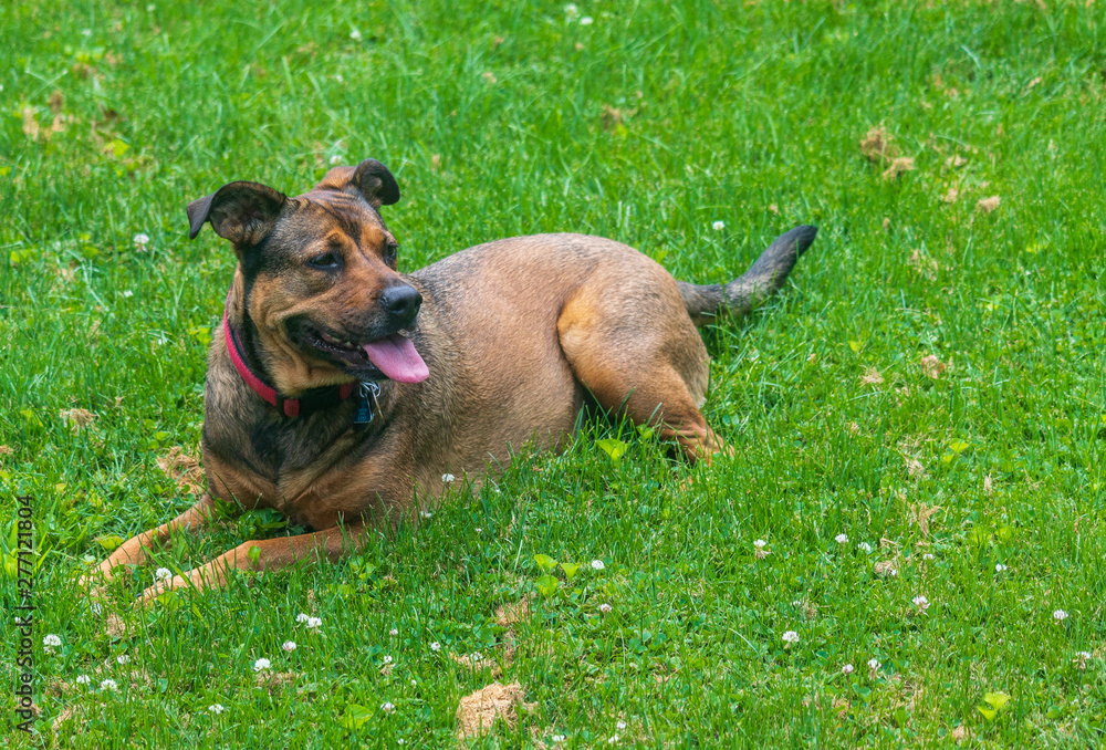 Red and black mixed breed dog sitting in the grass Red and black mixed breed dog sitting in the grass