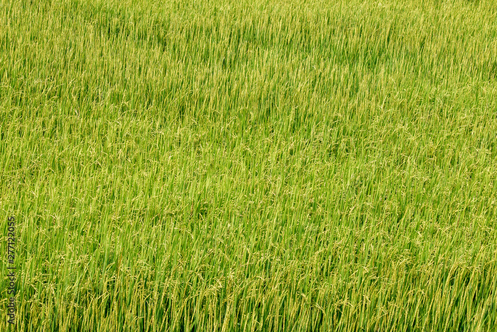 Obraz premium Fresh green rice field landscape background.