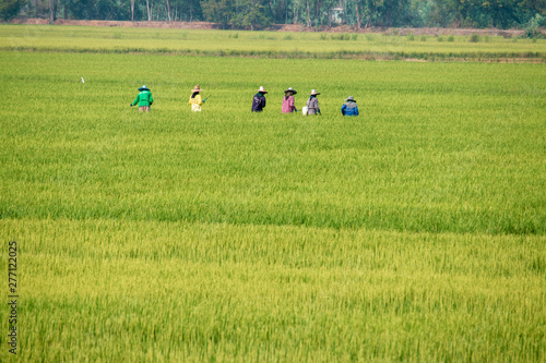Fresh green rice field with group of farmers landscape background.