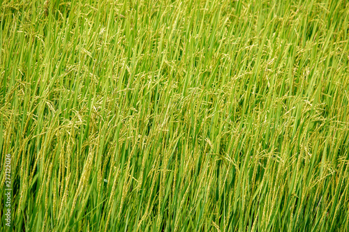 Fresh green rice field landscape background.
