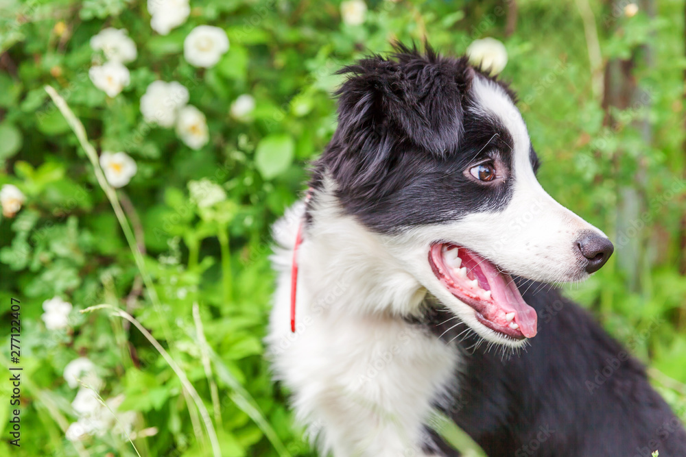 Funny outdoor portrait of cute smilling puppy border collie sitting on park or garden background. New lovely member of family little dog gazing and waiting for reward. Pet care and animals concept