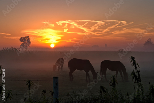 silhouette of horses at sunrise