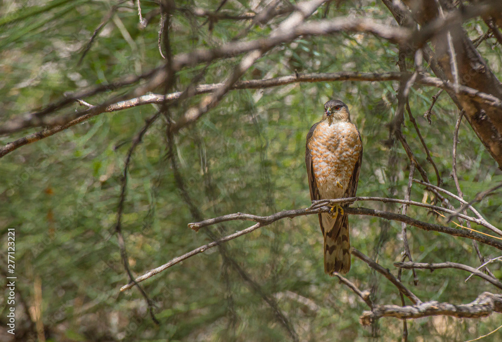 Fototapeta premium Cooper's Hawk in Arizona Woods