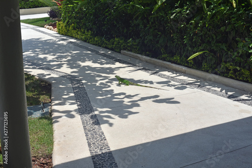 Fényképezés Iguana