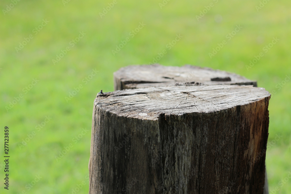 Stump on green grass in the garden. Stump on green grass in the garden.
