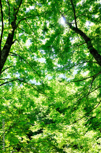 新緑の奥多摩都民の森 © Green Cap 55