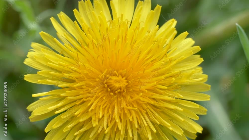 23245_The_closer_look_of_the_yellow_flower_on_the_garden.mov 23245_The_closer_look_of_the_yellow_flower_on_the_garden.mov