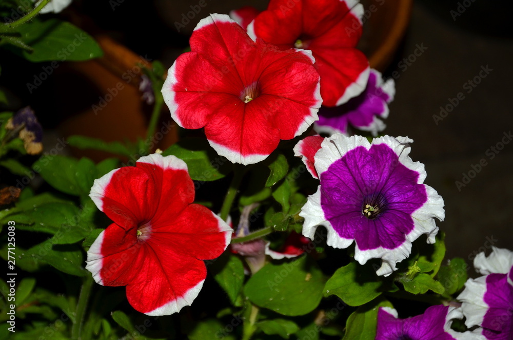 Petunia flowers of two colors, red and purple. Petunia flowers of two colors, red and purple.