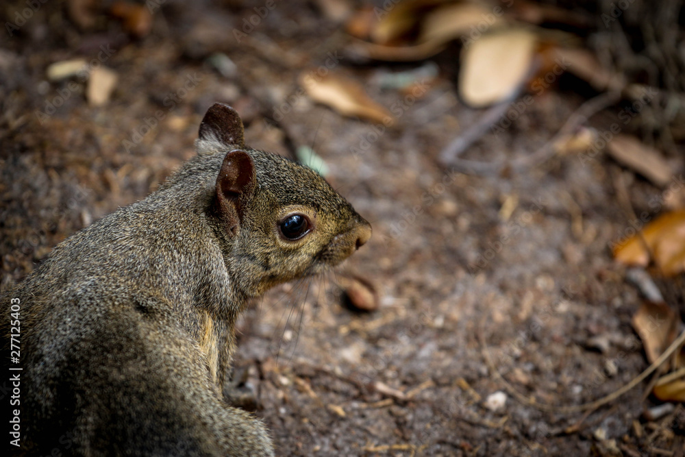 Wild Grey Squirrel Wild Grey Squirrel