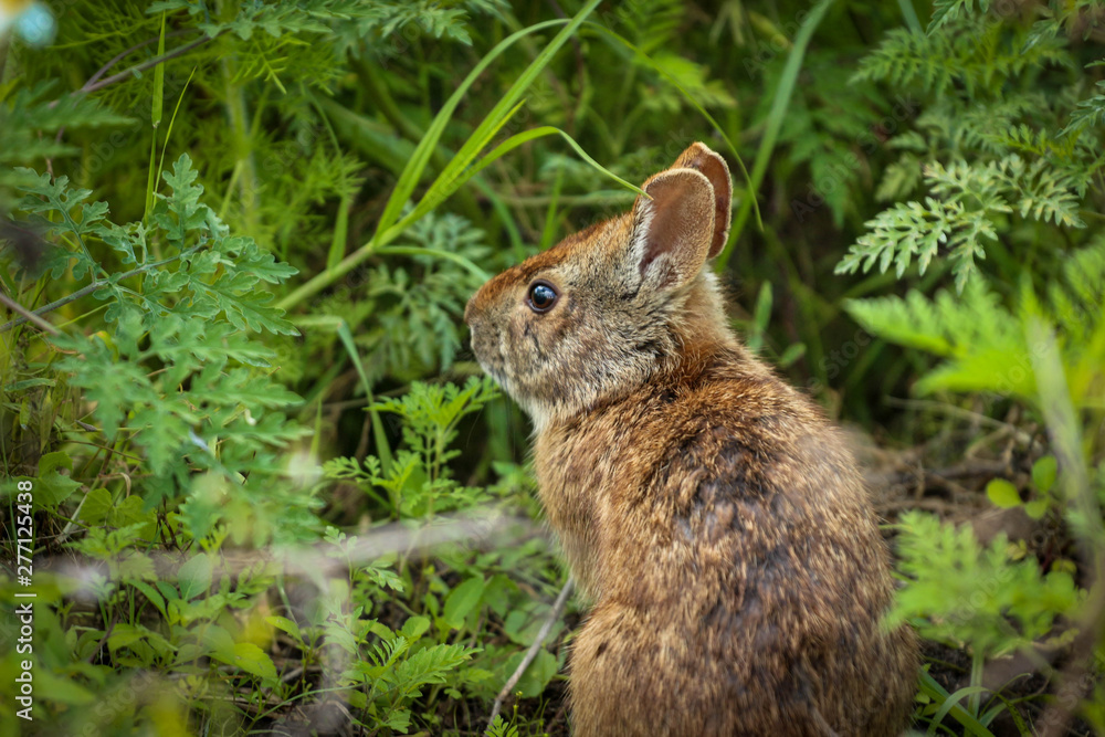 Fototapeta premium Brown Wild Bunny Rabbit 