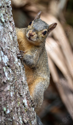 Wild Grey Squirrel On a Tree © LifeGemz
