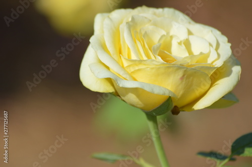 Thomasville rose garden 0294