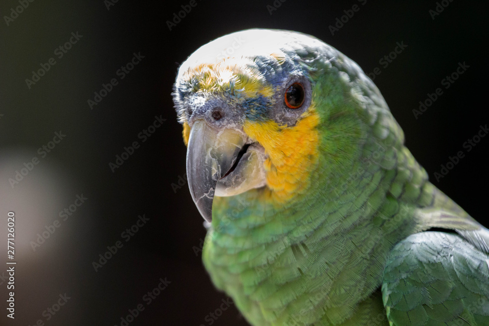 Obraz premium Parrot Portrait 