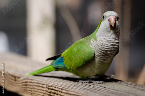 Monk Parrot 