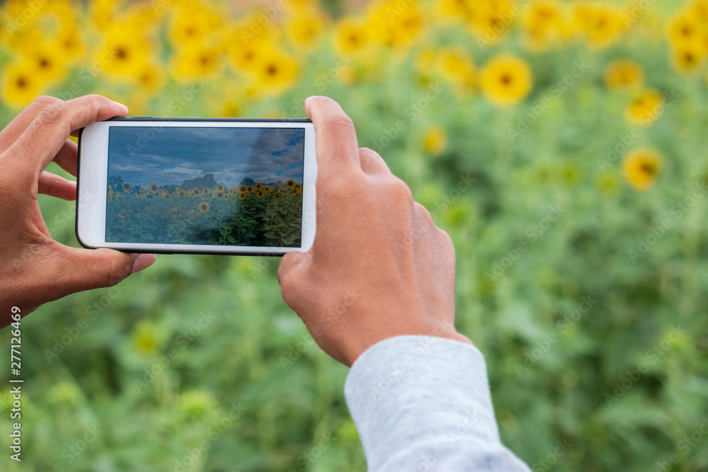 hand using phone taking photo beauty sunflower field. hand using phone taking photo beauty sunflower field.