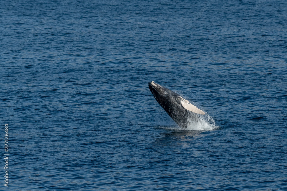 Obraz premium Humpback Whale (Megaptera novaeangliae) breaching off the coast of Baja California, Mexico.