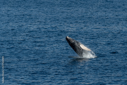 Humpback Whale (Megaptera novaeangliae) breaching off the coast of Baja California, Mexico.