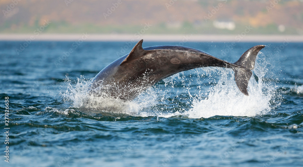 Naklejka premium leaping bottlenose dolphin