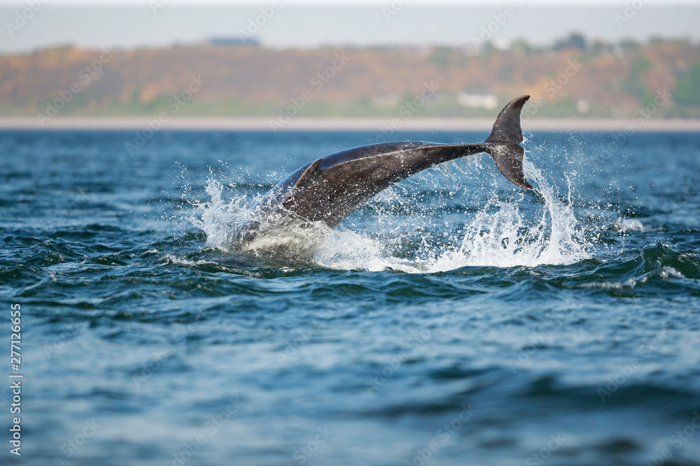 Fototapeta premium leaping bottlenose dolphin